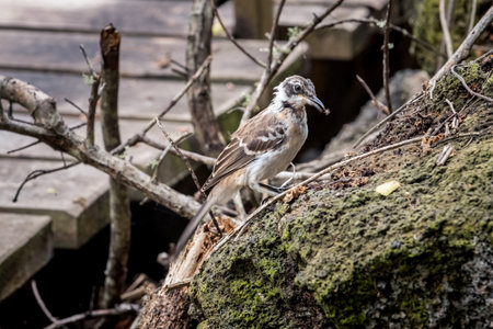small mocking bird or Mimus parvulus under the mangroves in Las Ninfas lagoon in Galapagosの写真素材