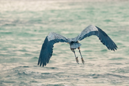 A heron starting to fly taking at Galapagos, Ecuadorの写真素材