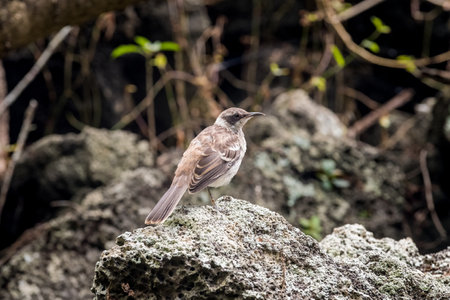 small mocking bird or Mimus parvulus under the mangroves in Las Ninfas lagoon in Galapagosの写真素材