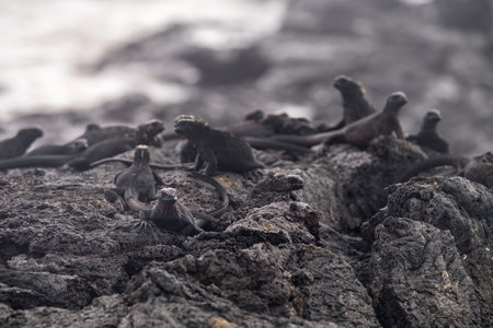 a group of iguanas resting and sunbathing on some rocks on Isabela Island, Galapagos archipelagoの写真素材