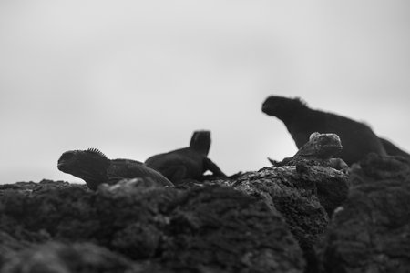 a group of iguanas resting and sunbathing on some rocks on Isabela Island, Galapagos archipelago