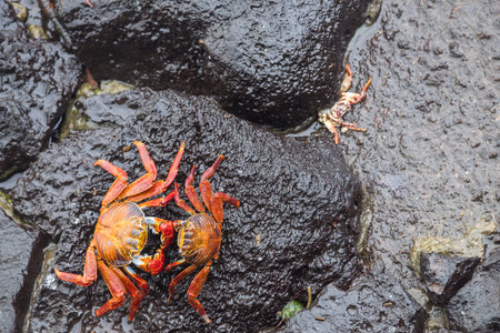 crab with red and orange colors, standing on some rocks near the sea, in Santa Cruz island, Galapagosの写真素材