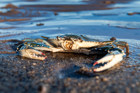 A crab is laying on the sand. The crab is blue and whiteの写真素材
