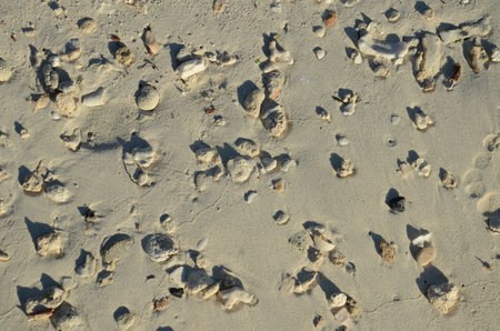 A beach scene with a lot of rocks and shellsの写真素材