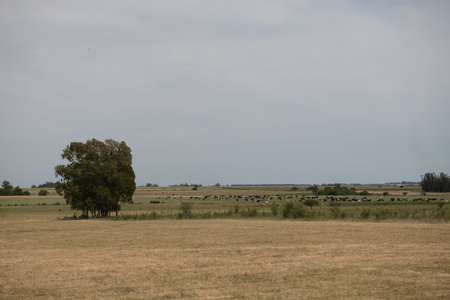 A field with a tree in the middle and a herd of cows grazing. The sky is cloudy and the grass is dryの写真素材