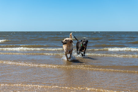 Two dogs are running in the ocean, enjoying the water. Scene is joyful and playful