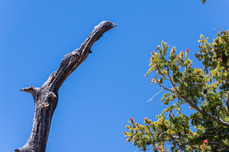 A tree with a long branch is standing in front of a blue sky. The sky is clear and bright, and the tree is bare and dryの写真素材