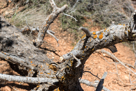 A tree branch with moss growing on it. The branch is dry and has a rough texture. The moss gives the branch a more natural and organic appearanceの写真素材