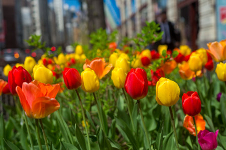 A field of tulips with a mix of red, yellow, and orange flowers. The flowers are in full bloom and the scene is vibrant and colorfulの写真素材