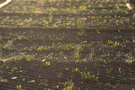 A field of grass with a few weeds and some dirt