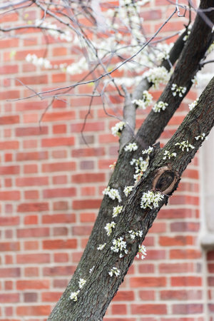 A tree with white flowers growing on it next to a brick wall