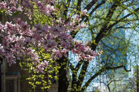 A tree with pink flowers is in front of a building. The flowers are in full bloom, and the tree is surrounded by other trees. The sky is clear and blue, and the sun is shining brightlyの写真素材