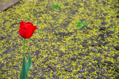 A red flower is standing in the dirt. The flower is surrounded by a yellowish-green groundの写真素材