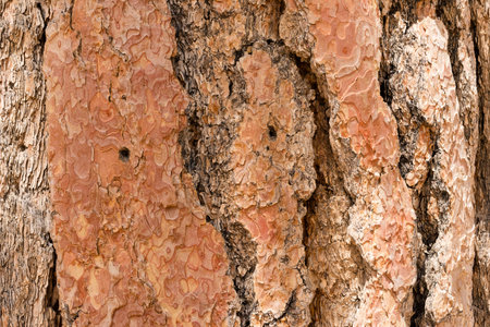 The bark of a tree is covered in small holes and has a reddish-brown color. The bark is rough and...