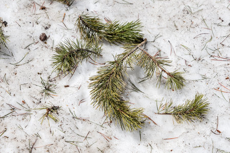 A pine tree branch is laying on the snow. The branch is bare and has no leaves. The snow is white and covers the groundの写真素材