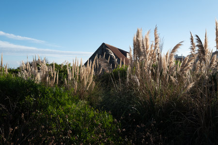 A field of tall grass with a small building in the backgroundの写真素材