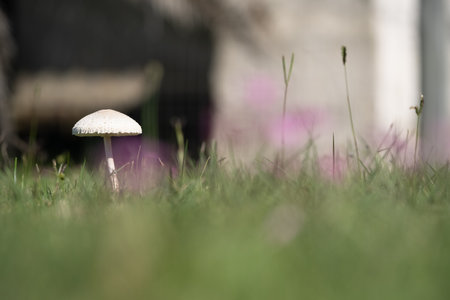 A mushroom is sitting in the grass. The grass is green and the sky is blue. The mushroom is the only thing in the imageの写真素材