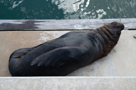 A seal laying on a ledge by the water. The seal is black and has a white tailの写真素材