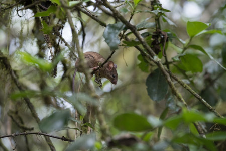 Brown mouse on tree branch in lush green leaves within a dense forestの写真素材
