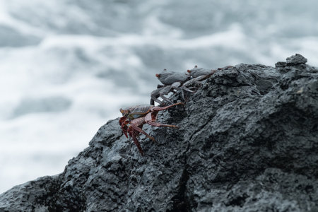 Crabs cling to wet rocks by the shore, waves crashing in the background