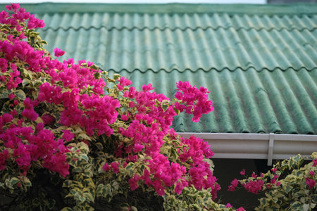 Pink bougainvillea blooms against green corrugated metal roof backdropの写真素材