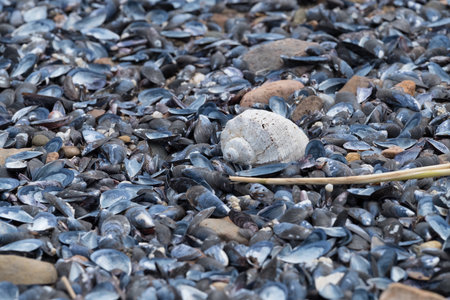 Close-up of a beach with diverse sea shells and pebbles.