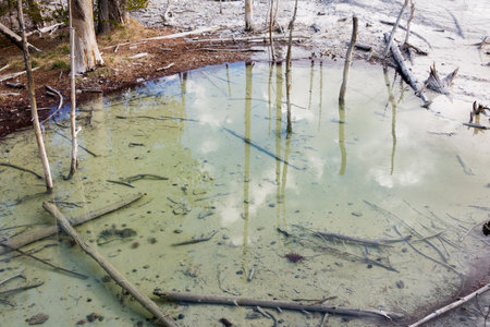 Serene forest pond with reflections of the sky and scattered fallen branches.の写真素材