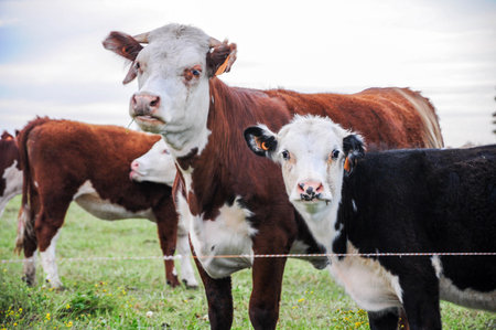 Mother cow and calf grazing in a lush field near a fenceの写真素材