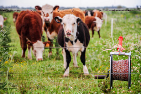 Cows grazing in green pasture with barbed wire fence and wire spool nearbyの写真素材