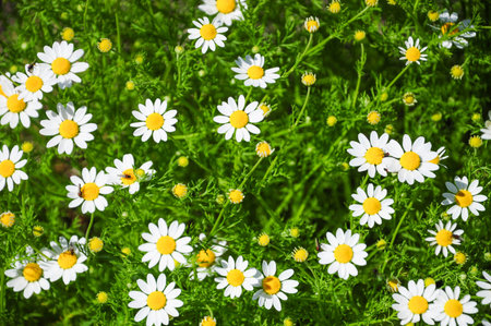 Vibrant field of daisies basking in sunlight against lush greenery.の写真素材