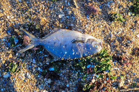 A fish washed ashore rests among pebbles and seaweed on a sunny beach.の写真素材