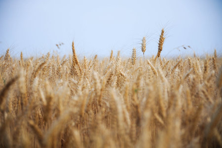 Golden wheat field with clear blue sky, bountiful harvest in rural landscapeの写真素材