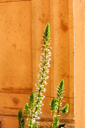 Flowering plant by textured stone wall in warm sunlightの写真素材