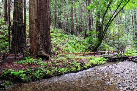 Tranquil creek winding through lush Muir Woods National Monument, Californiaの写真素材