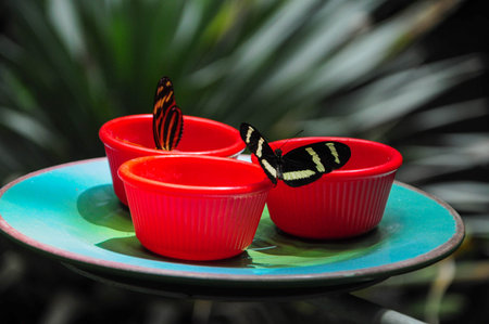 Beautiful butterflies perched on vibrant red cups in a tropical garden setting.の写真素材