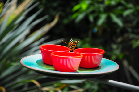 Butterfly on red cups in lush green garden settingの写真素材