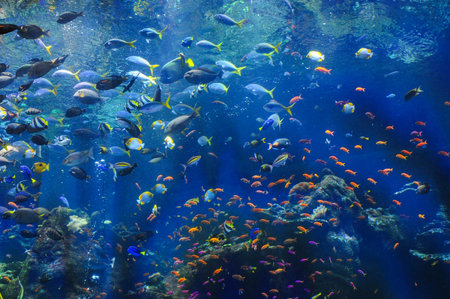 Colorful tropical fish in a vibrant underwater aquarium sceneの写真素材