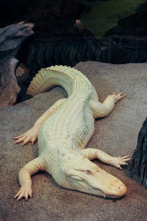 Albino alligator rests, showcasing striking pale scales on a rocky surfaceの写真素材