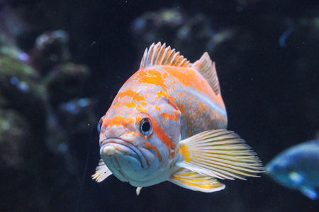 Orange fish with patterns swimming in a dimly lit aquarium