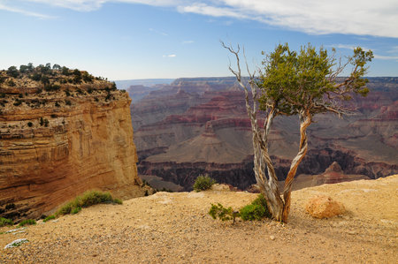Grand Canyon, Arizona, USA. February 03, 2025: Breathtaking view of the Grand Canyon with a solitary tree on the edge.の写真素材