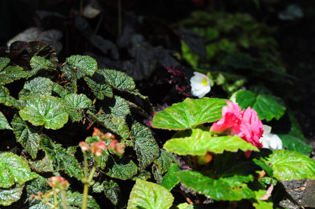 Pink flowers against green foliage in a tranquil gardenの写真素材