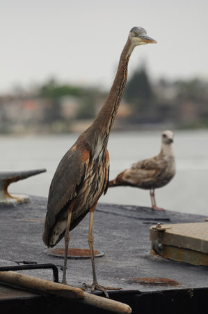 Heron and seagull perched on dock by serene waterfront sceneの写真素材