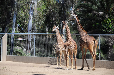 Elegant giraffes in sunlight within lush zoo enclosureの写真素材