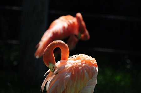 Flamingos bask, showcasing pink feathers and elegant necks in a tranquil setting.の写真素材