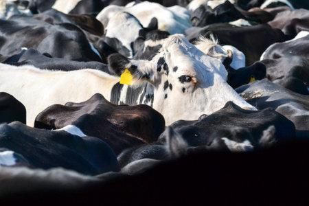 Peaceful black and white dairy cows grazing in bright countrysideの写真素材
