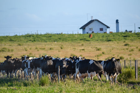 Uruguayan countryside with cows and farmhouse under clear skiesの写真素材