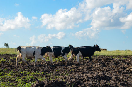 Cows grazing in the San Ramon countryside under a clear blue sky.の写真素材