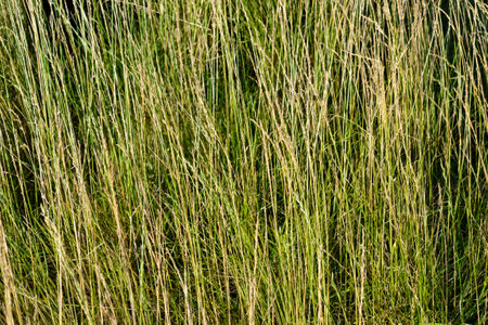 Golden tall grass in San Ramon countryside, Canelones, Uruguay.の写真素材