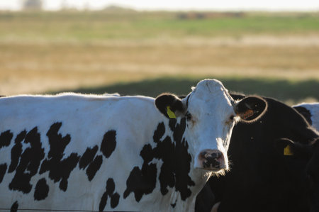 Holstein cows grazing in lush San Ramon countryside, Canelones, Uruguay.の写真素材