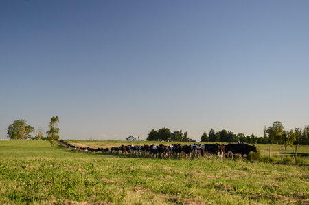 Cows grazing under blue sky in picturesque San Ramon, Uruguay countryside.の写真素材
